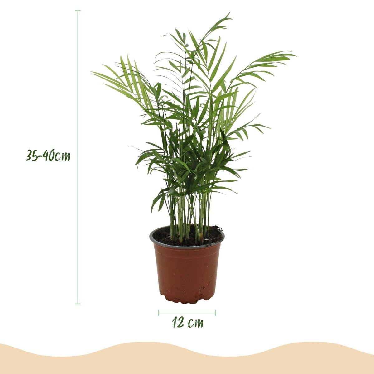 Chamaedorea elegans met pot – huisdiervriendelijke palm | Planten Magie - Plant - plantenmagie
