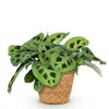 Maranta Fascinator Kerchoveana zebraplant 25 cm met mand - 1, 2 of 4 stuks - Plant - plantenmagie