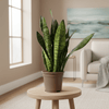 Sansevieria Zeylanica Compacta 55–65 cm Ø17 cm - Plant - plantenmagie