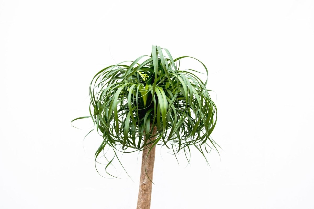 Beaucarnea XXL - 200cm - 180cm - Plant - plantenmagie