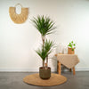 Dracaena Marginata - Ø21cm - ↕110cm - Plant - plantenmagie