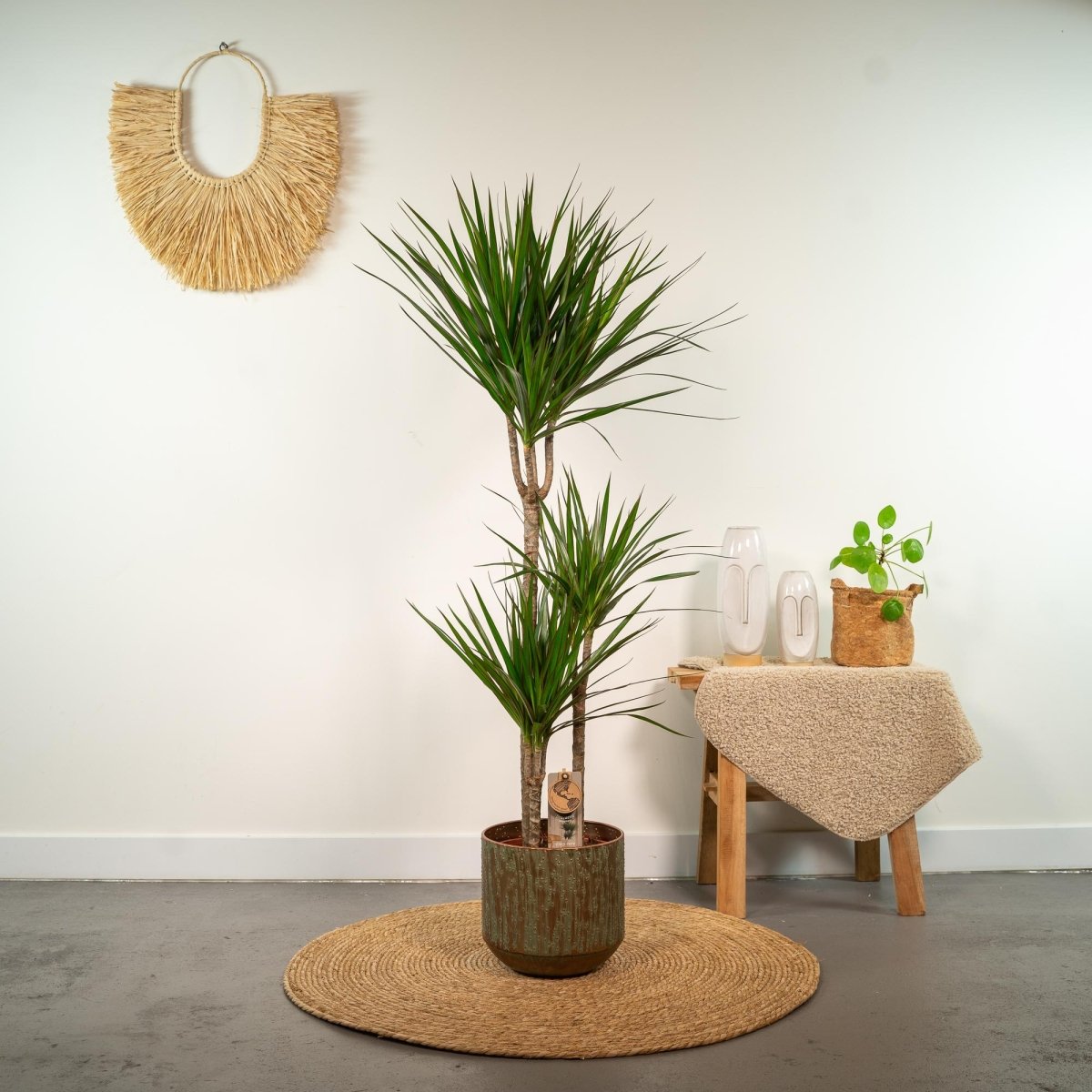 Dracaena Marginata - Ø21cm - ↕110cm - Plant - plantenmagie