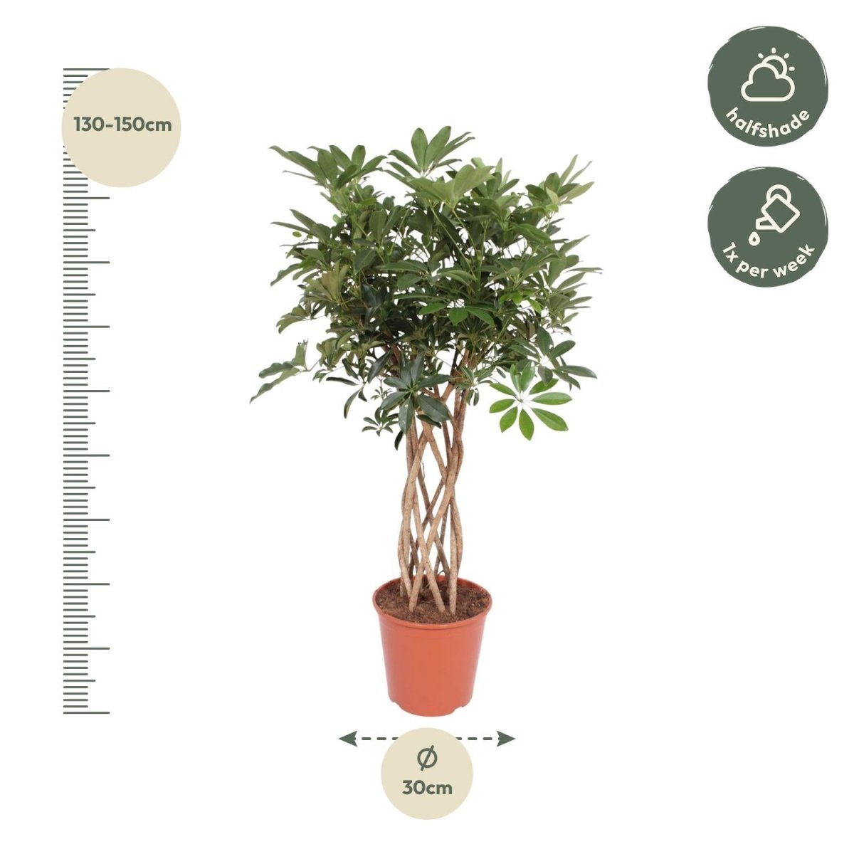 Schefflera Arboricola Compacta gevlochten stam - 130 cm - ø30 - Plant - plantenmagie