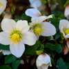 winterbloeiende-helleborus-niger-met-wit-bloemblad