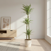 Dracaena Deremensis White Stripe Ø24cm - ↕130 - 150cm