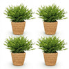 Bamusa Pogonatherum Monica – Bamboegras – 20 cm – ø12 - Plant - plantenmagie