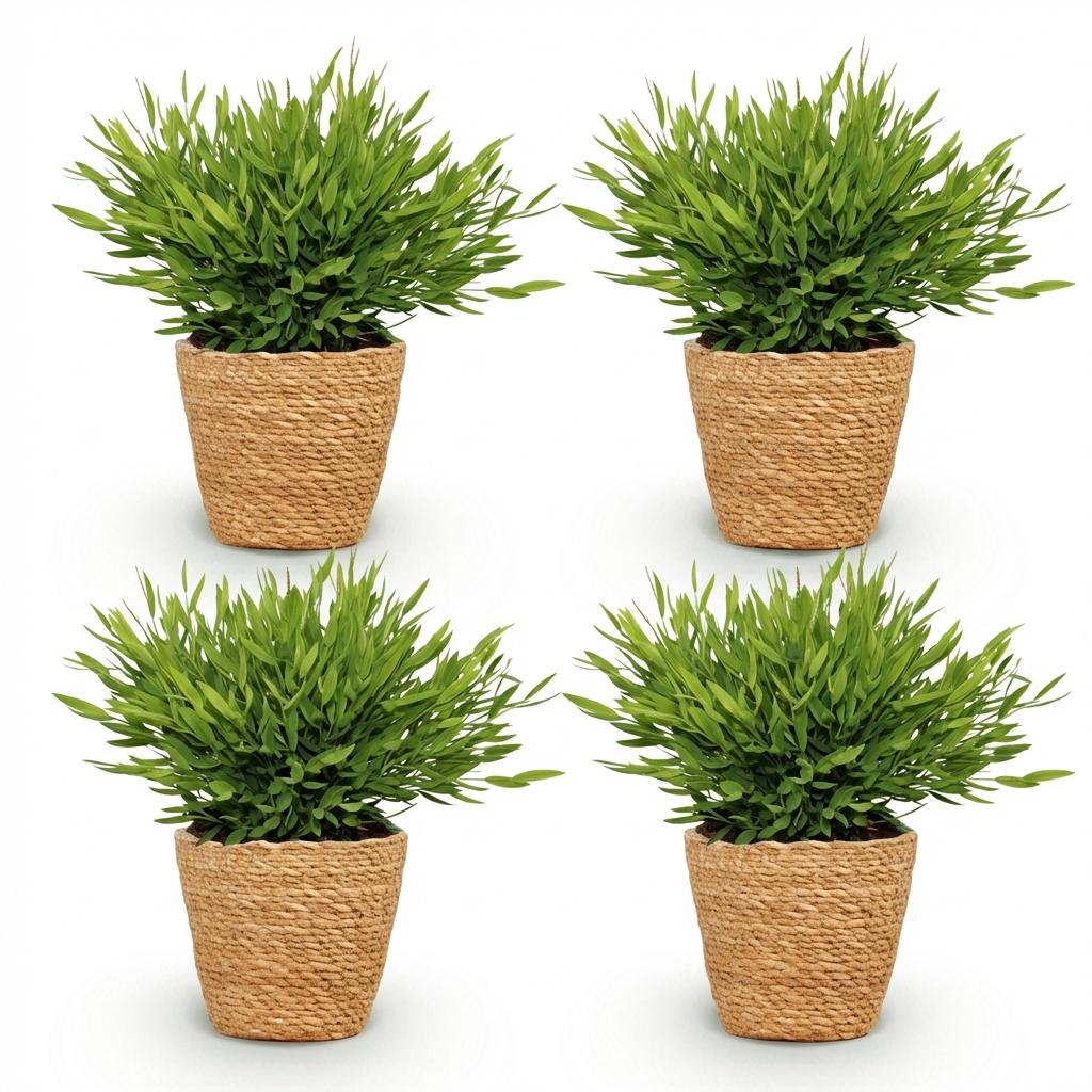 Bamusa Pogonatherum Monica – Bamboegras – 20 cm – ø12 - Plant - plantenmagie