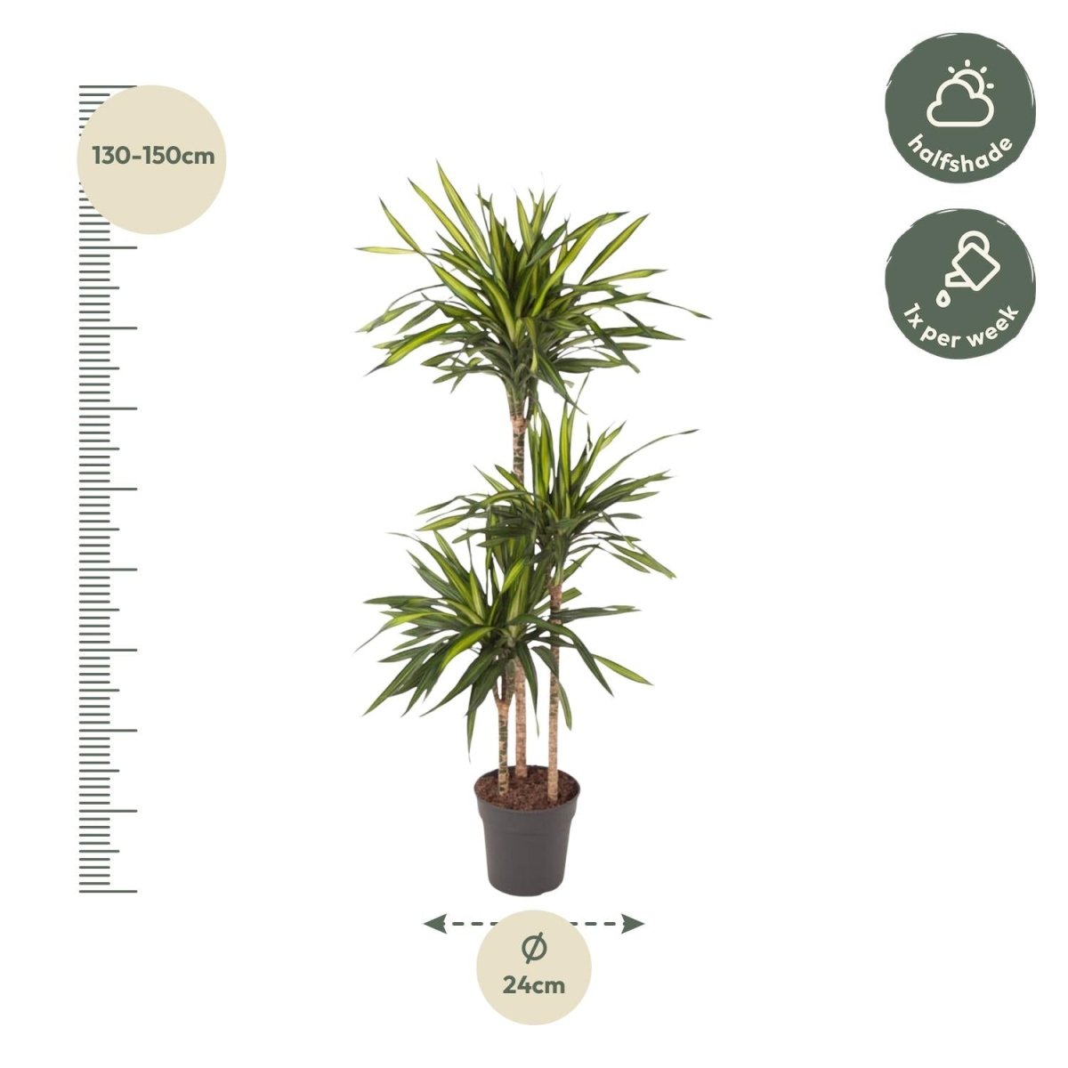 Dracaena Riki - 140 cm - ø24 - Plant - plantenmagie