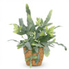 Phlebodium Blue Star - 25 cm - Ø12 - met mand - Plant - plantenmagie