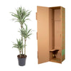 Dracaena White Stripe - 150 cm - ø24 - Plant - plantenmagie
