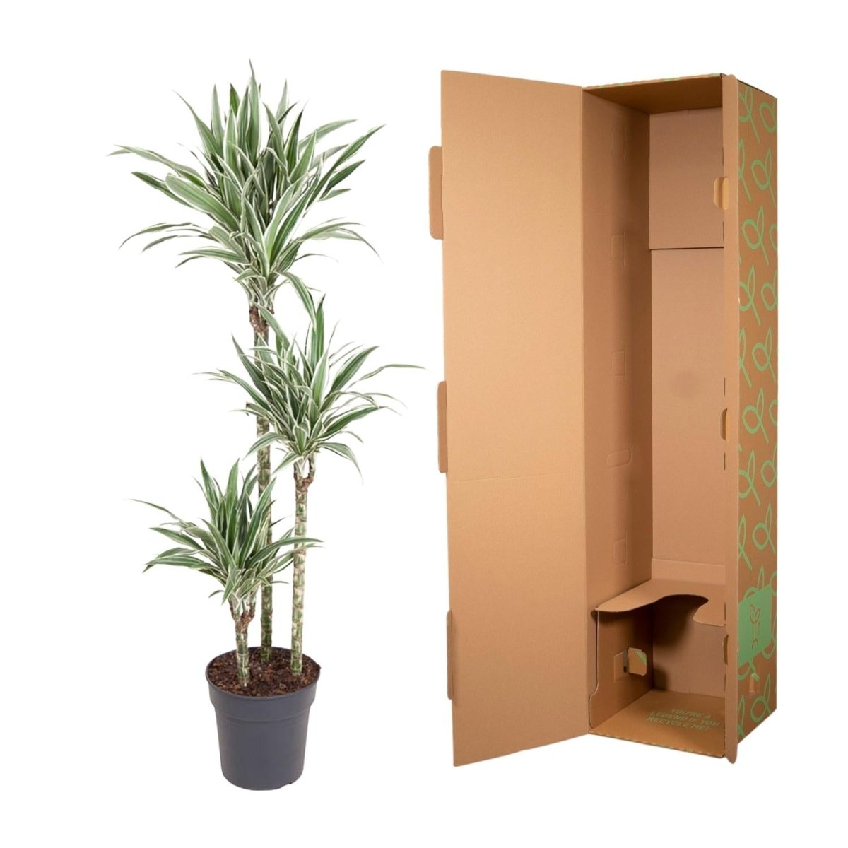Dracaena White Stripe - 150 cm - ø24 - Plant - plantenmagie