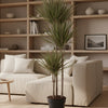 Dracaena Bicolor - 150 cm - ø24 - Plant - plantenmagie