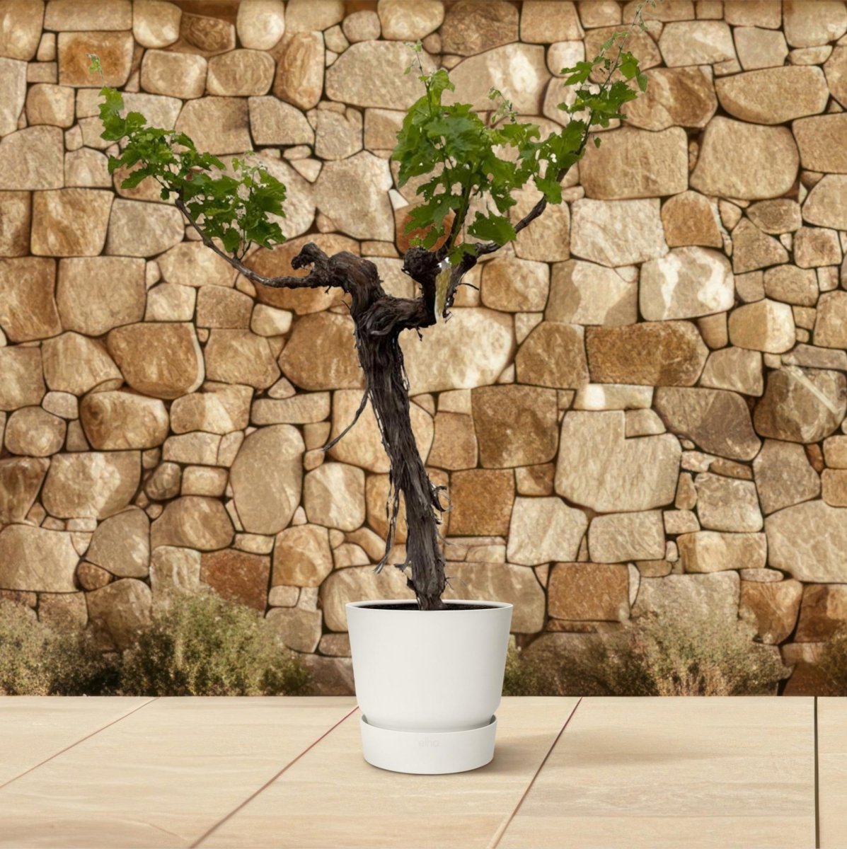Druivenboom (Vitis Vinifera) stam vertakt – 200 cm-Plant-plantenmagie