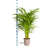 Dypsis Areca Lutescens met mand Ø24cm - ↕120 - 140cm-Plant-plantenmagie