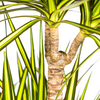 Dracaena Marginata Sunray detail van bladeren met gele strepen