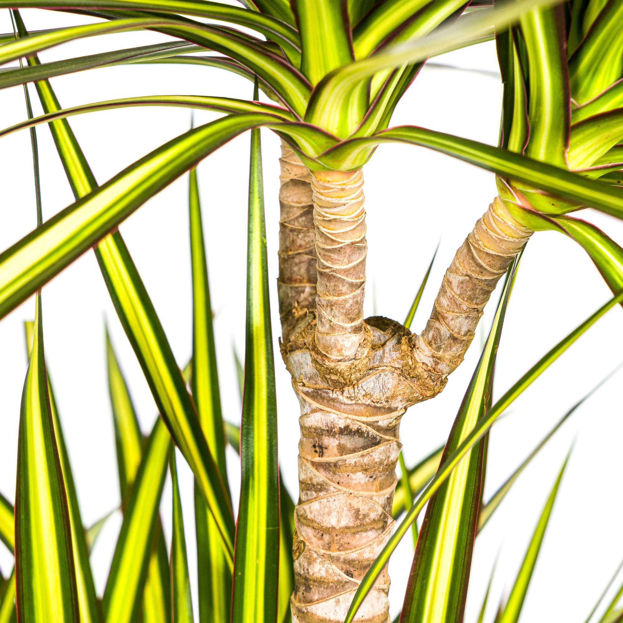 Dracaena Marginata Sunray detail van bladeren met gele strepen