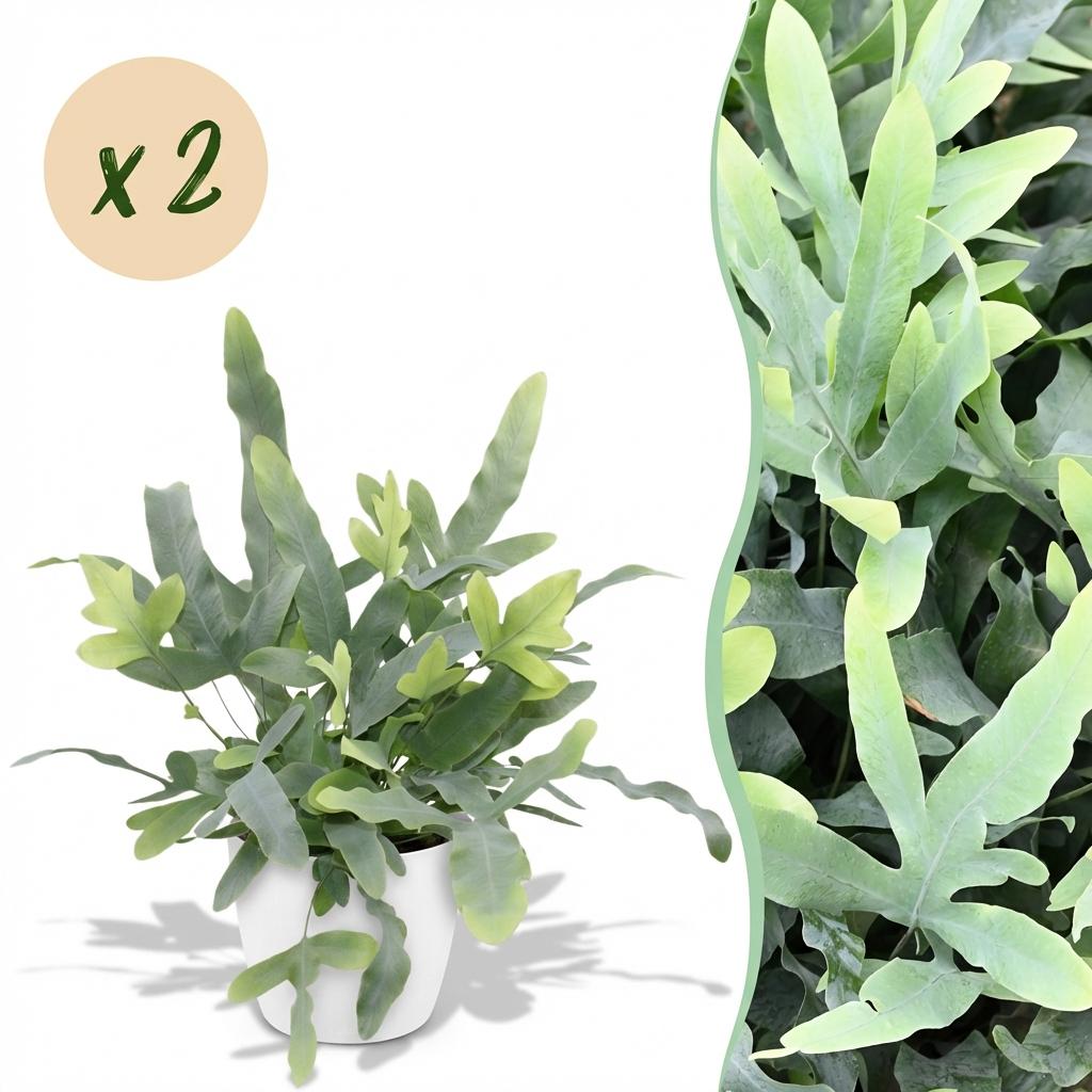 Phlebodium aureum Blue Star blauwe varen (2 stuks) 25 cm met witte pot - Plant - plantenmagie
