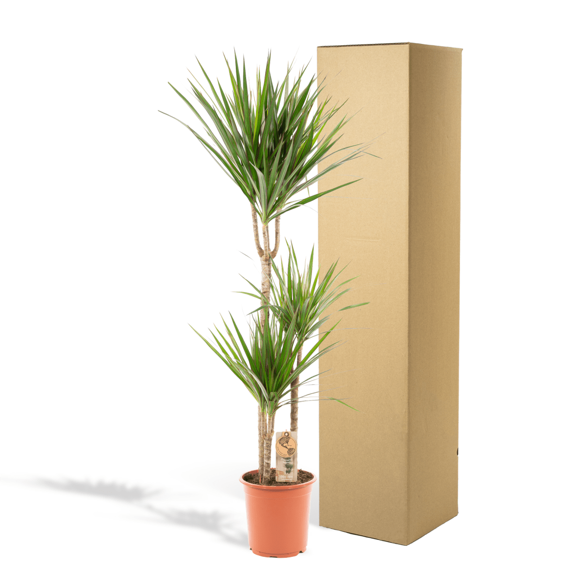 Dracaena Marginata - Ø21cm - ↕110cm - Plant - plantenmagie