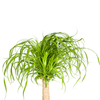 Beaucarnea Recurvata stam 60–80 cm met mand Ø21 cm - Plant - plantenmagie