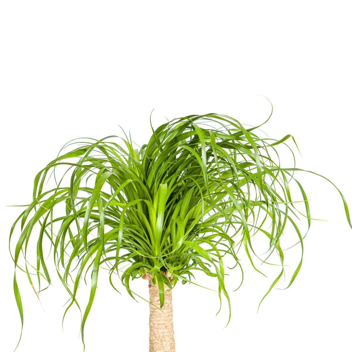 Beaucarnea Recurvata stam 60–80 cm met mand Ø21 cm - Plant - plantenmagie
