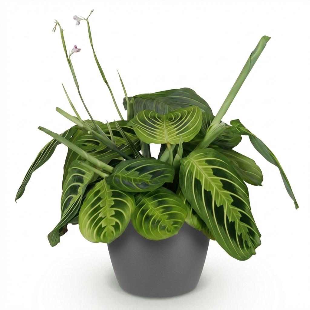 Maranta Fascinator Lemon Lime gebedsplant 25 cm met pot of mand - Plant - plantenmagie