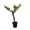 Druivenboom (Vitis Vinifera) stam vertakt – 200 cm-Plant-plantenmagie