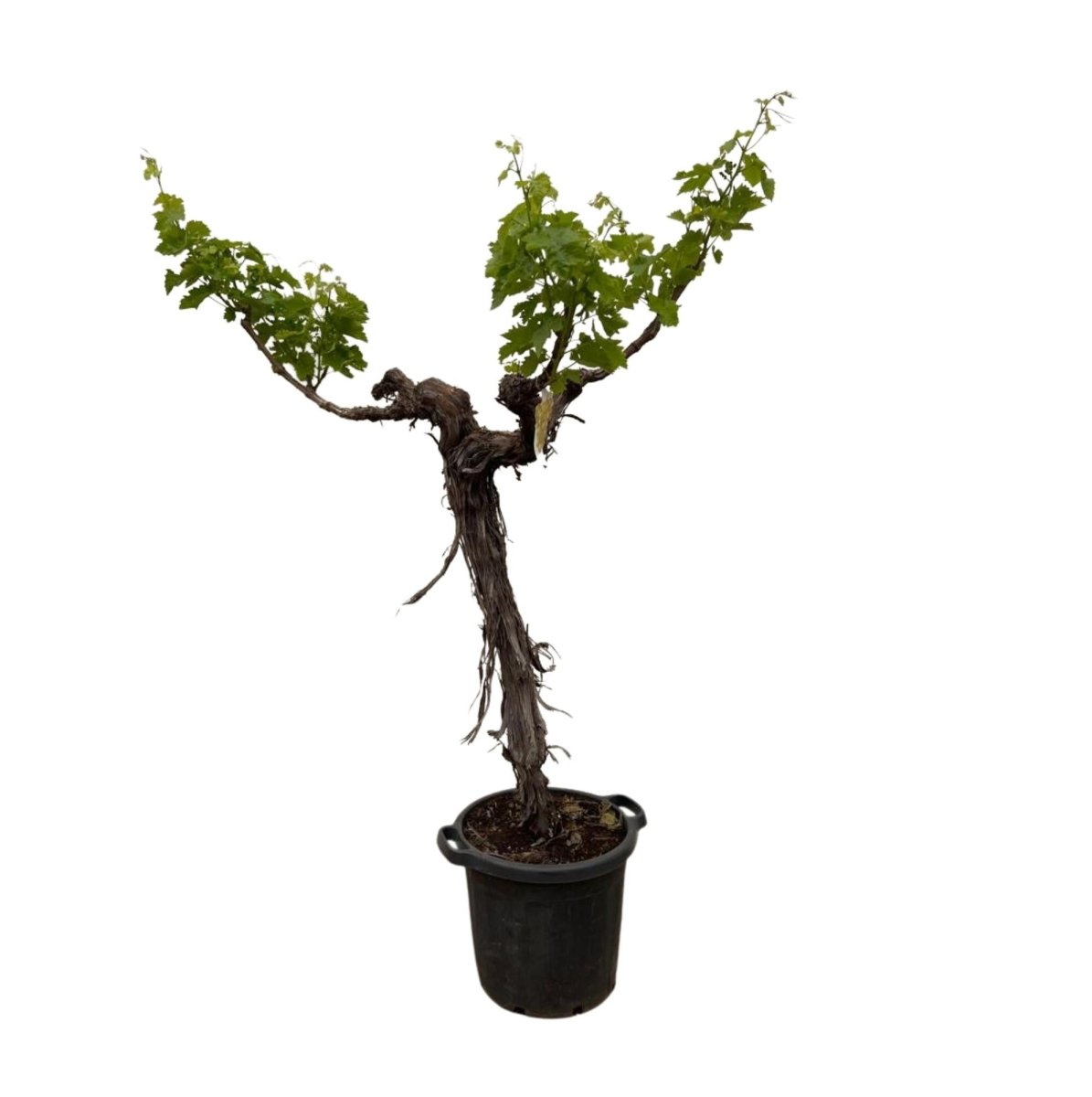 Druivenboom (Vitis Vinifera) stam vertakt – 200 cm-Plant-plantenmagie