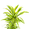 dracaena-deremensis-lemon-lime-in-mand-130cm-luchtzuiverende-kamerplant