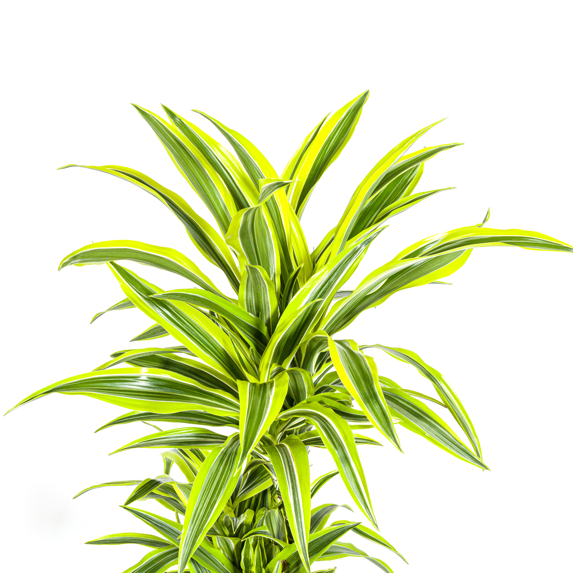 dracaena-deremensis-lemon-lime-in-mand-130cm-luchtzuiverende-kamerplant