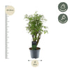 Polyscias Hawaiiana Ming - 45 cm - ø12 - Plant - plantenmagie