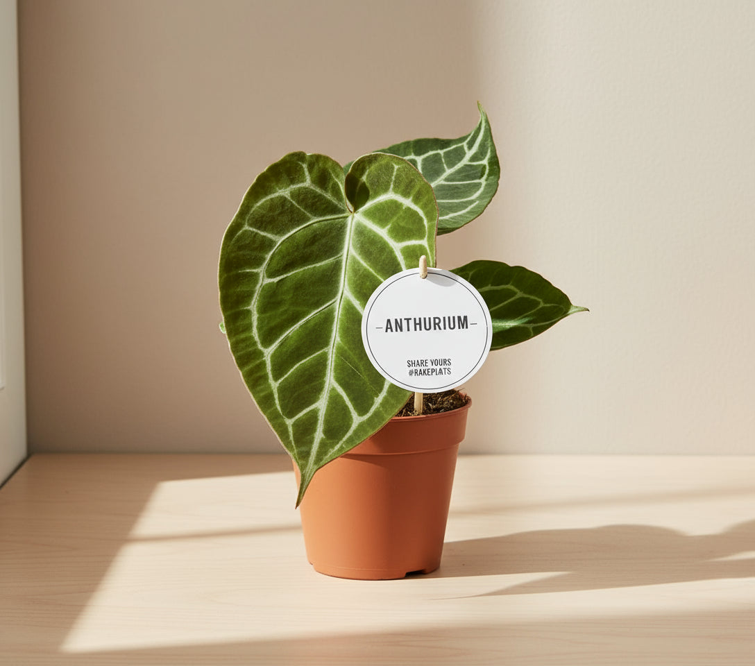 Anthurium Crystallinum met fluweelzachte bladeren en zilveren nerven in pot Ø12cm