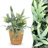 Phlebodium Blue Star - 25 cm - Ø12 - met mand - Plant - plantenmagie