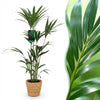 Kentia palm (Howea forsteriana) 120–130 cm met mand (Ø21) - Plant - plantenmagie