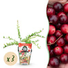 Fruitplanten - Blauwe Bes - Winterhard - 3 Planten