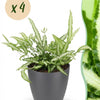 Pteris Albolineata lintvaren - 20 cm - Ø12 - set van 4 met grijze pot - Plant - plantenmagie