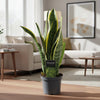 Sansevieria Laurentii - 45 cm - ø12 - Plant - plantenmagie