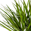 Close-up van Dracaena Marginata Magenta bladeren met magenta accenten.