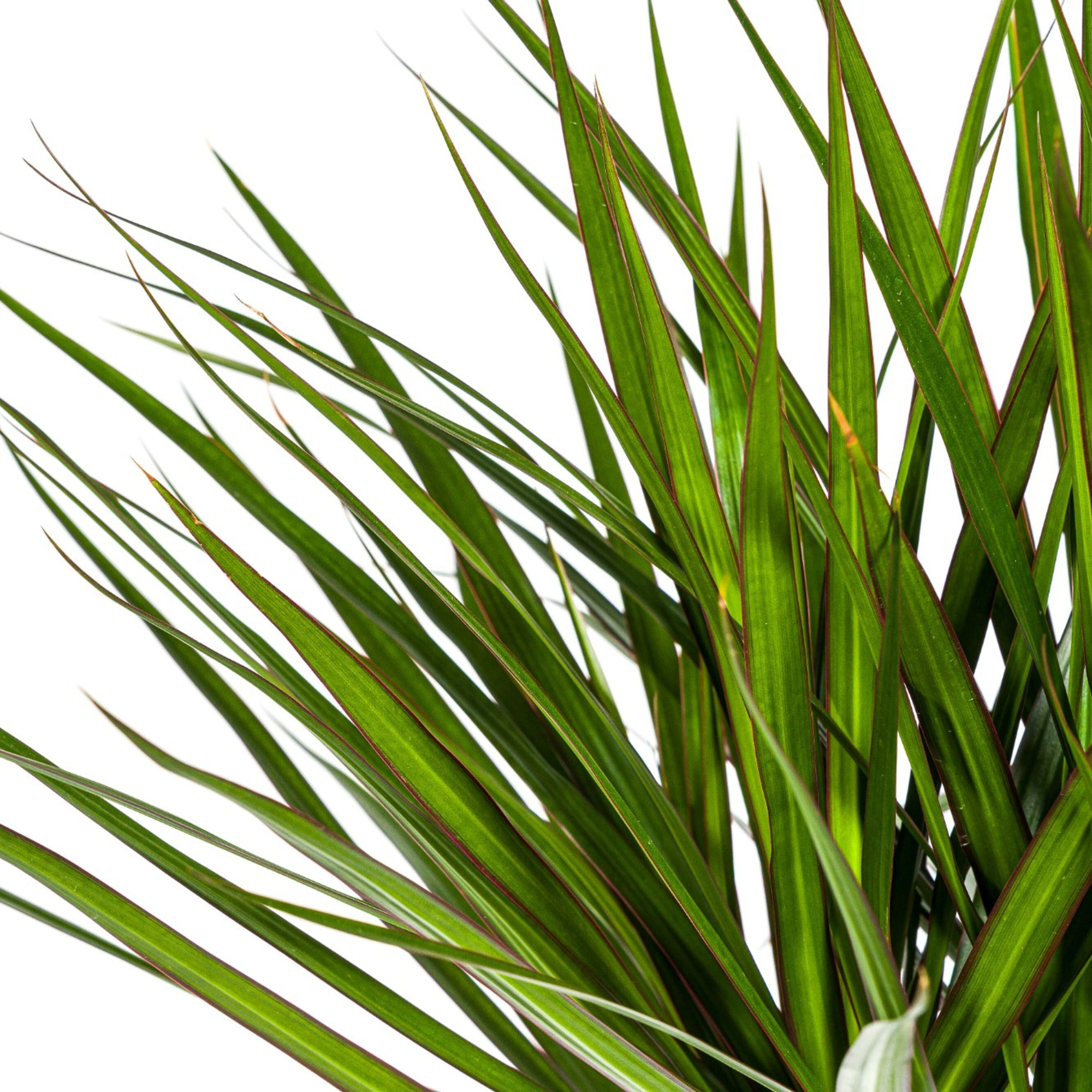 Close-up van Dracaena Marginata Magenta bladeren met magenta accenten.