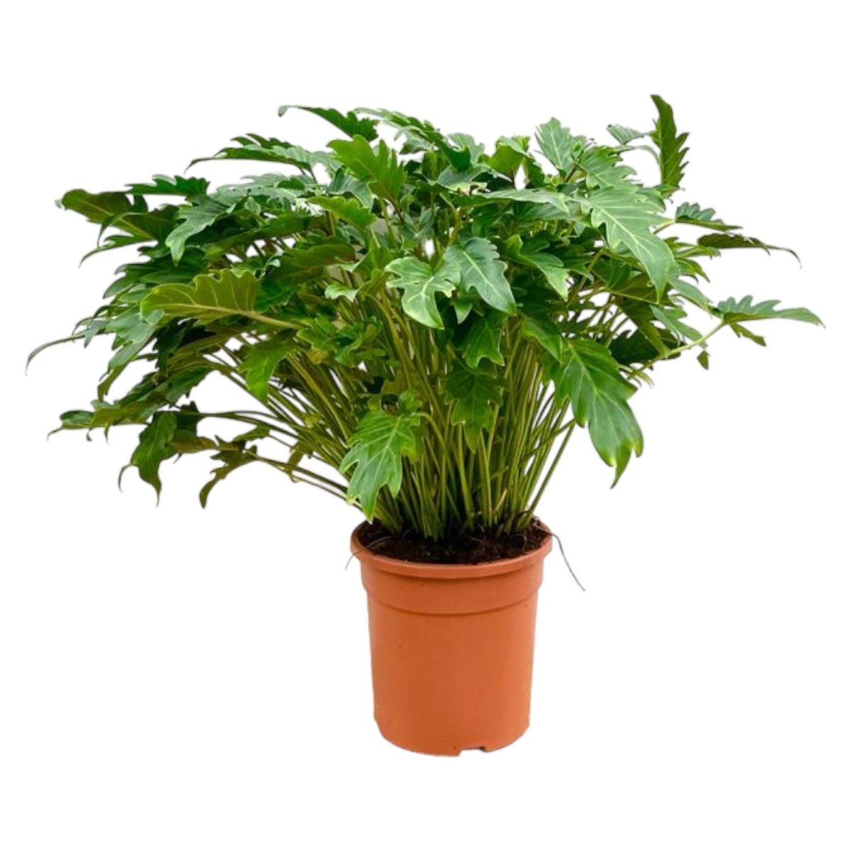 Philodendron Xanadu - 80 cm - Ø30 - Plant - plantenmagie