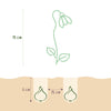 Bloembollen - Galanthus Elwesii - Kleur Wit - 25 stuks