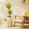 Dracaena Sunray – 90–100 cm - Plant - plantenmagie
