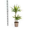 Dracaena Rikki 70–90 cm Ø19 cm - Plant - plantenmagie