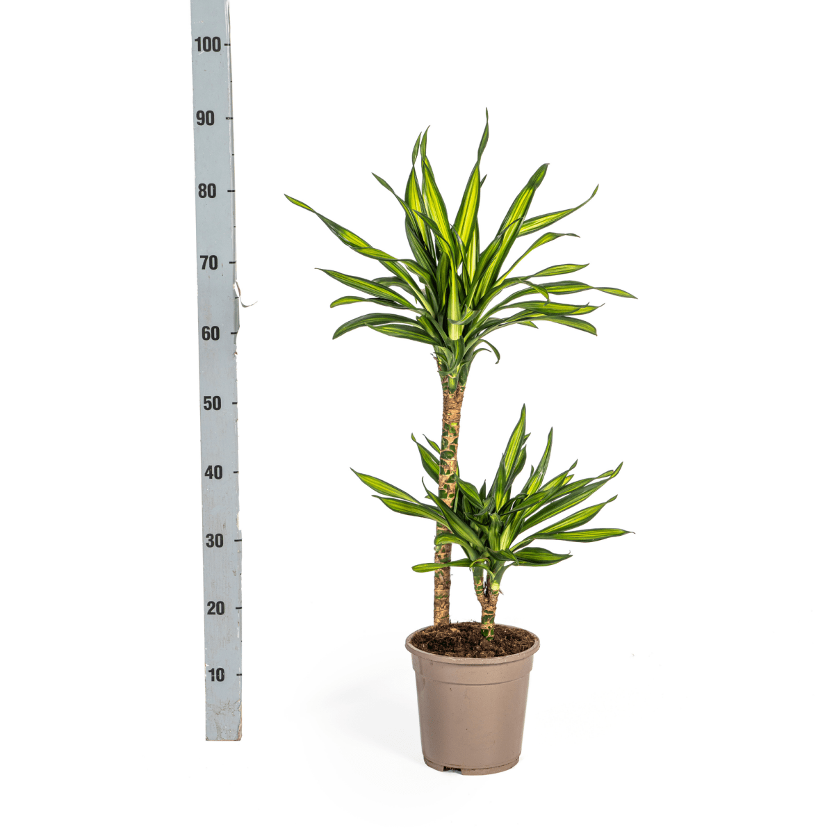 Dracaena Rikki 70–90 cm Ø19 cm - Plant - plantenmagie