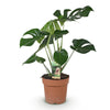 Monstera Deliciosa gatenplant 50–55 cm pot 17 cm - Plant - plantenmagie