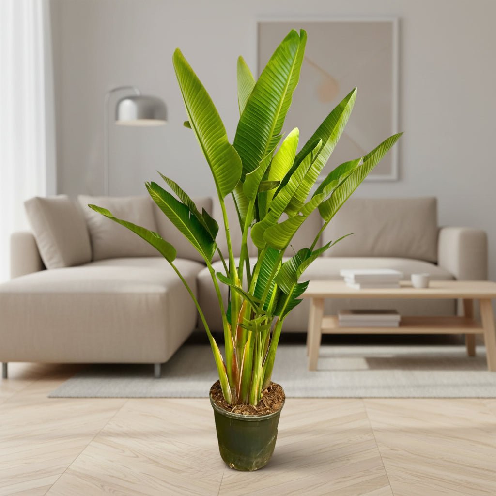 Strelitzia Augusta multi stam XXL - 225 cm - ø32 - Plant - plantenmagie