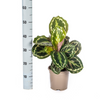 Calathea Medallion in moderne woonkamer, tropische kamerplant voor halfschaduw