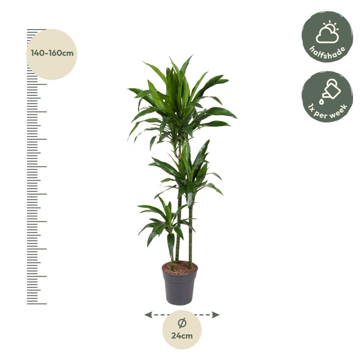 Dracaena Janet Craig - 150 cm - ø24 - Plant - plantenmagie