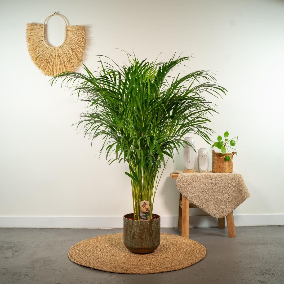 Areca palm - Ø21cm - ↕100cm - Plant - plantenmagie