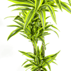 Dracaena Deremensis Lemon Lime – 150 cm-Plant-plantenmagie