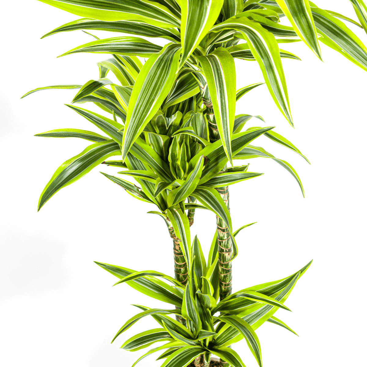 Dracaena Deremensis Lemon Lime – 150 cm-Plant-plantenmagie